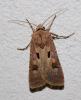 Agrotis exclamationis